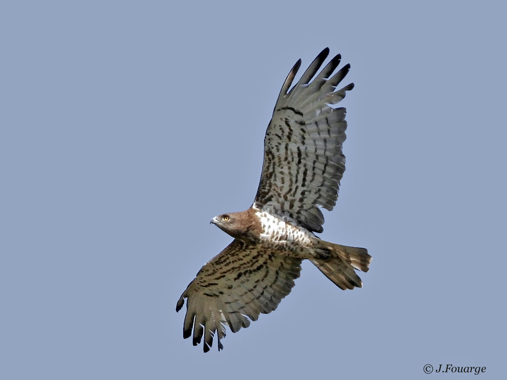 Short-toed Snake Eagle, Flight