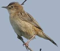 Zitting Cisticola