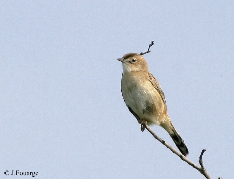 Zitting Cisticola