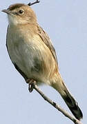 Zitting Cisticola