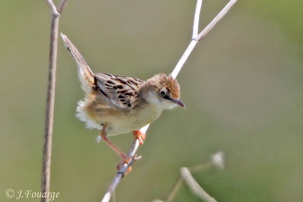 Zitting Cisticola male adult, identification