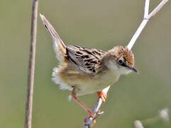 Zitting Cisticola