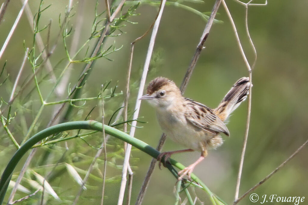 Zitting Cisticola male, identification, Behaviour