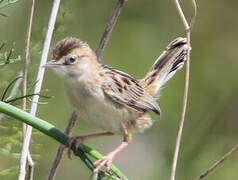 Zitting Cisticola