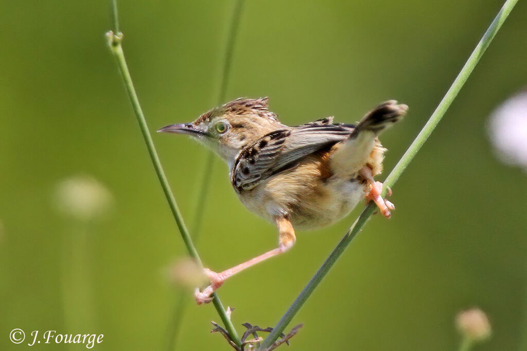 Zitting Cisticola male adult