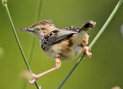 Zitting Cisticola