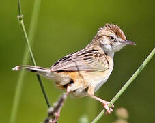 Zitting Cisticola