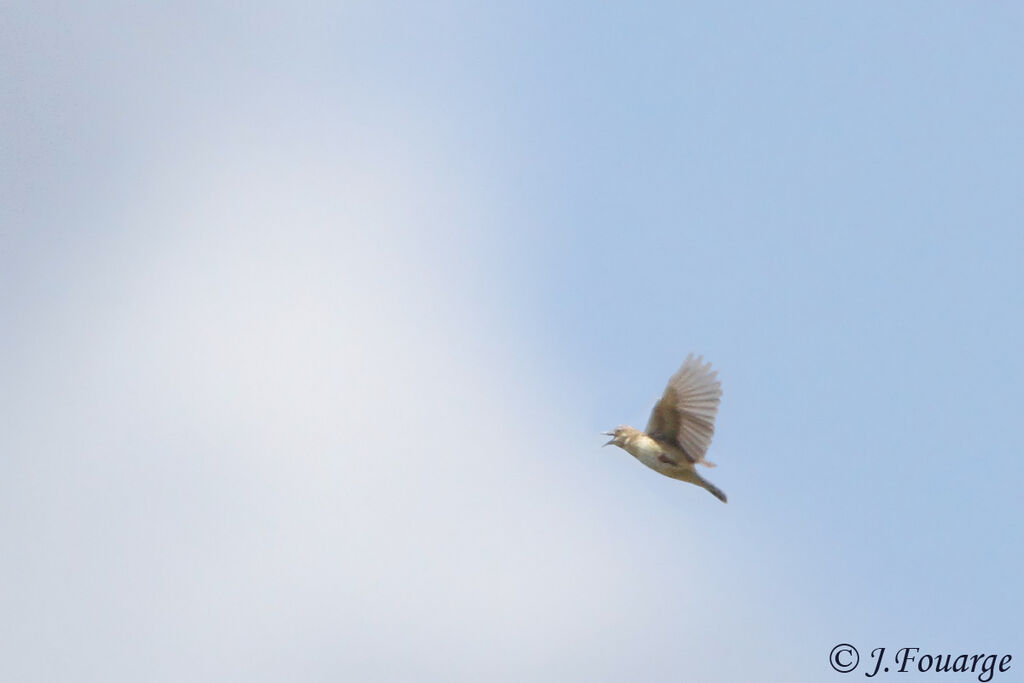 Zitting Cisticola male adult, identification, Flight, Behaviour