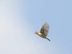 Zitting Cisticola