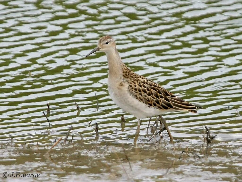 Combattant varié