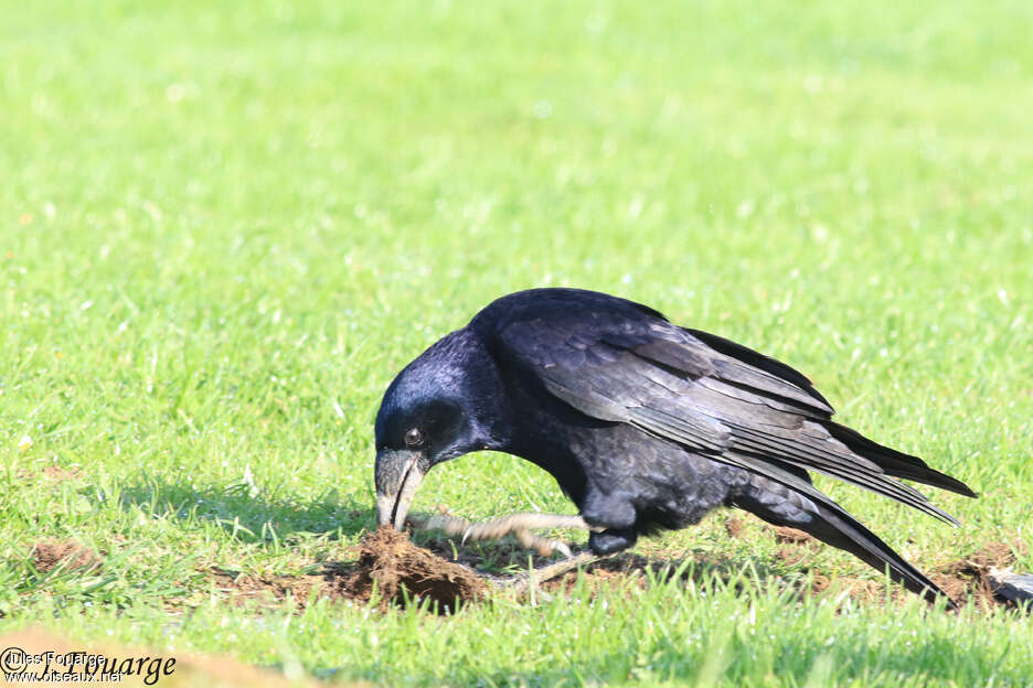 Corbeau freux1ère année, pêche/chasse