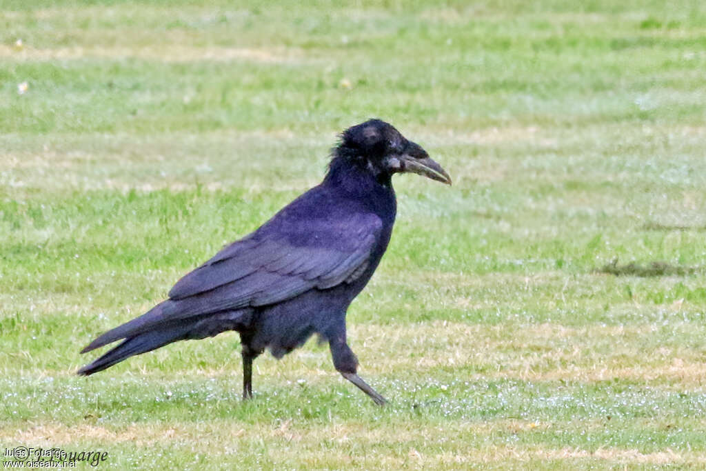 Corbeau freux1ère année, identification, Comportement