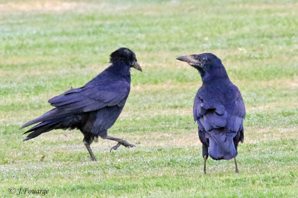 Corbeau freux1ère année, identification, Comportement