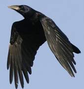 Corbeau freux