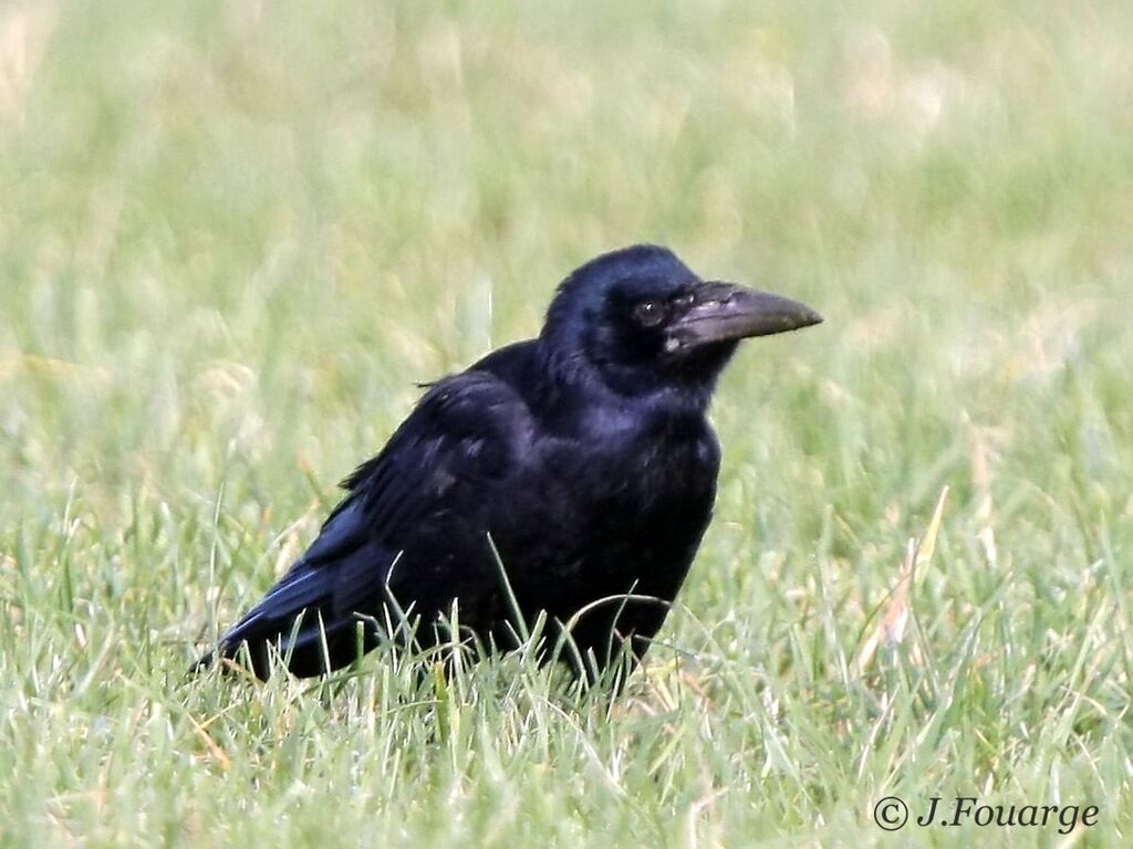 Corbeau freux1ère année