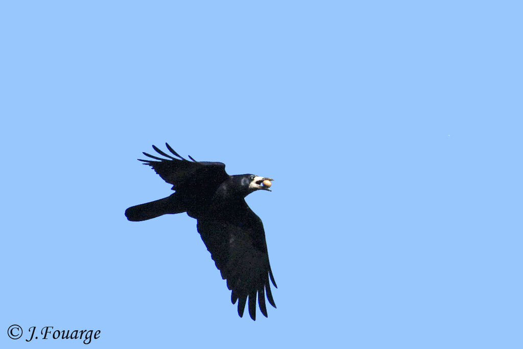 Corbeau freux, Vol, régime, Comportement