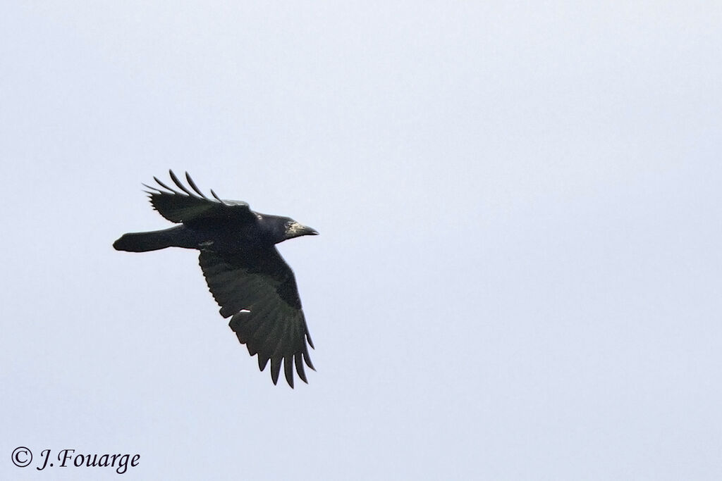 Corbeau freux, Vol