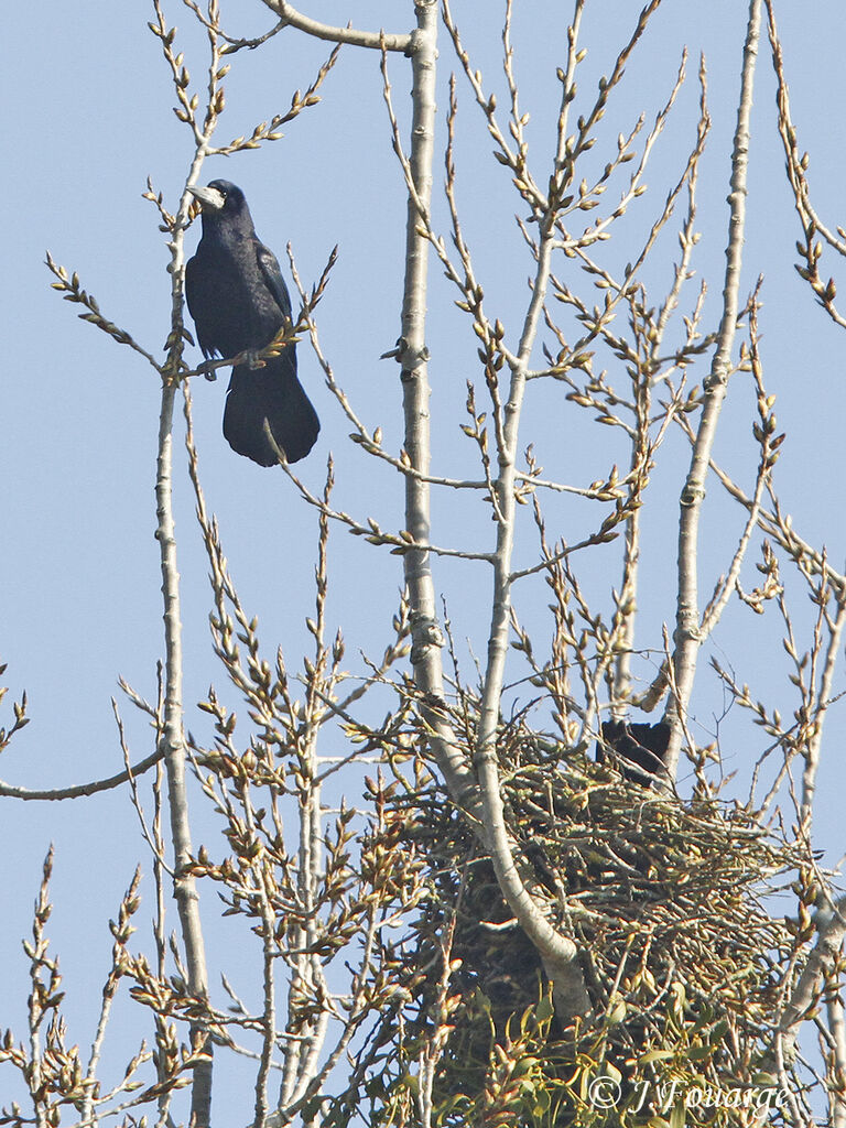 Corbeau freux adulte, identification, Nidification, Comportement