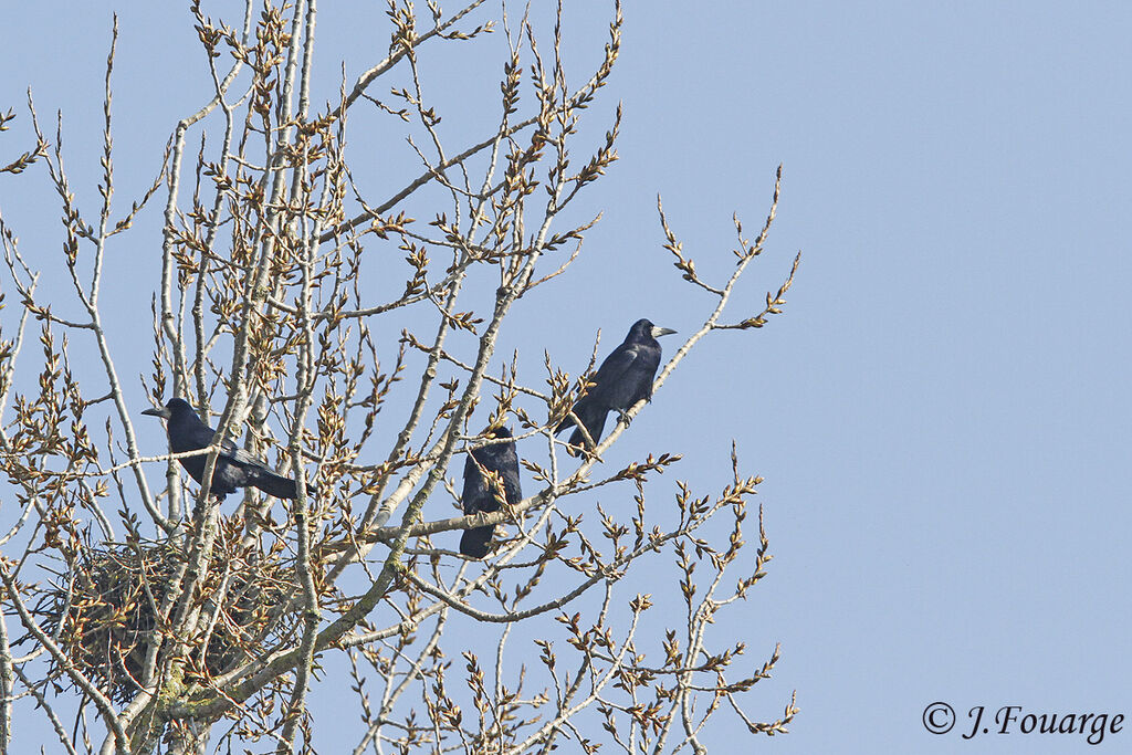 Rookadult, identification, Reproduction-nesting, Behaviour