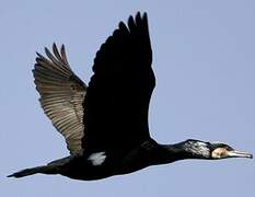 European Shag