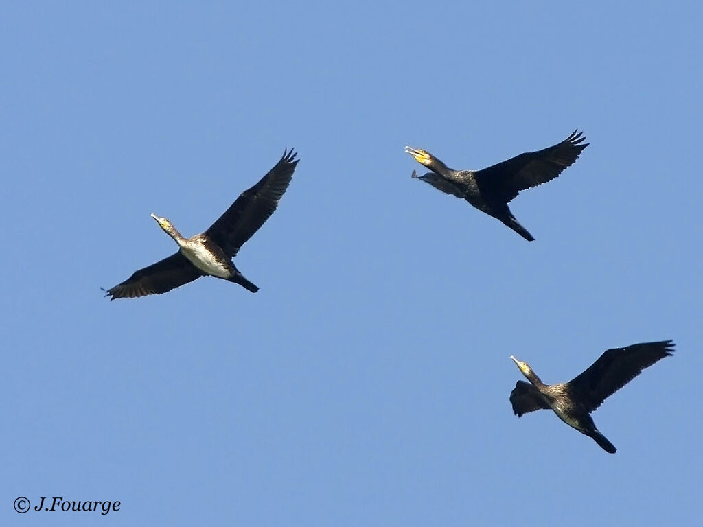 European Shag, Flight