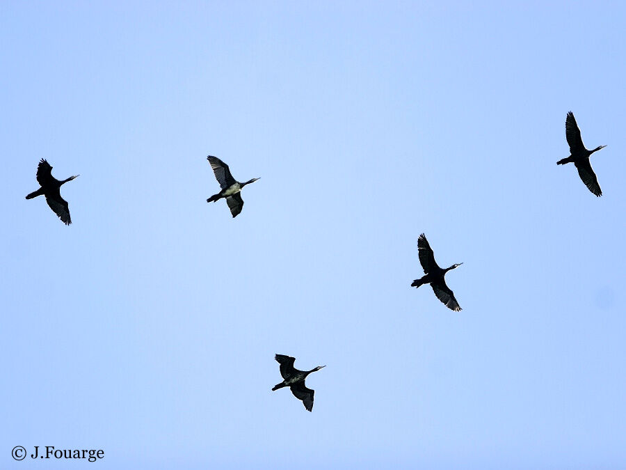 European Shag, Flight, Behaviour