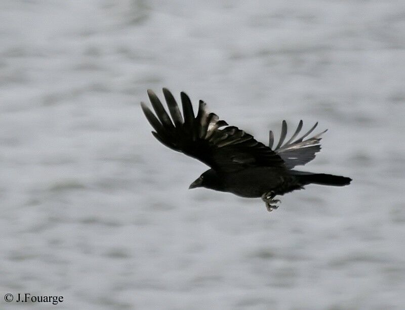 Carrion Crow