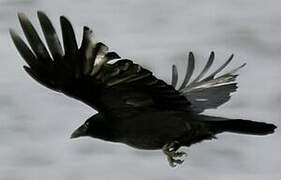 Carrion Crow