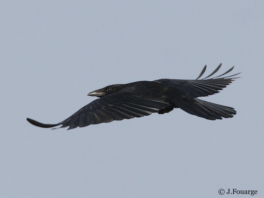 Carrion Crow