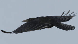 Carrion Crow