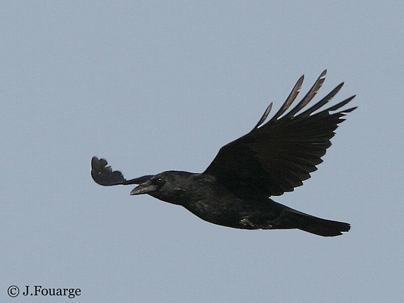 Carrion Crow