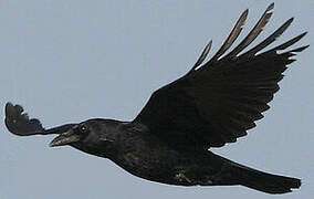 Carrion Crow