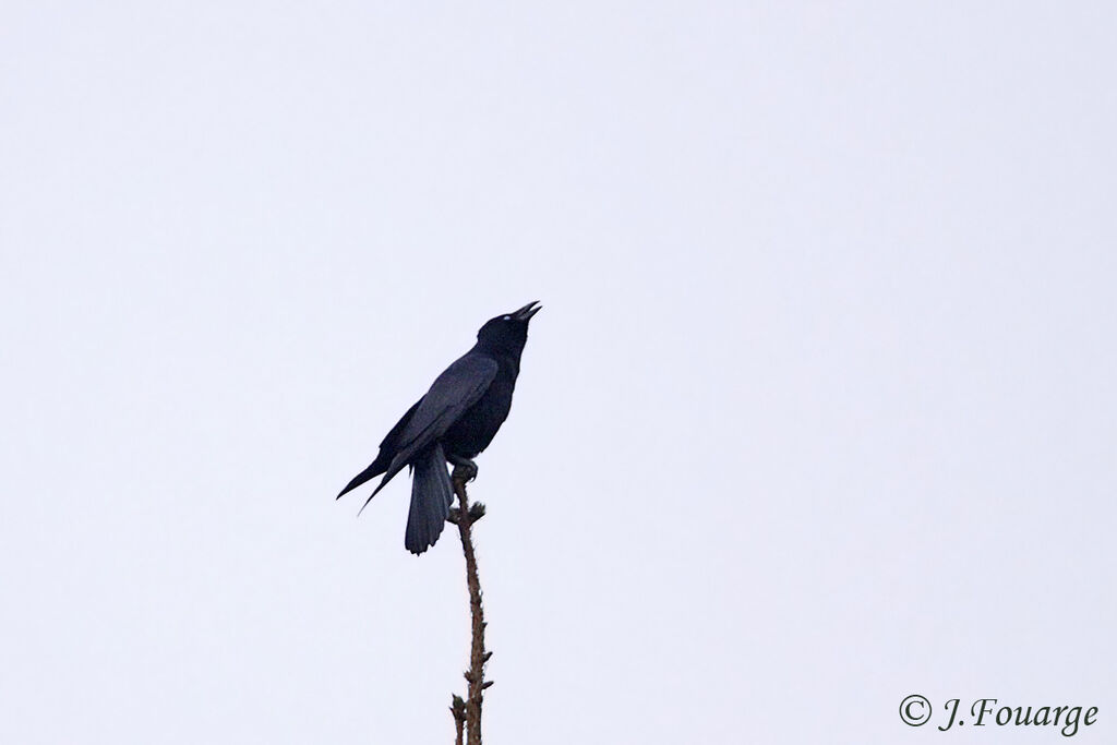 Carrion Crow, Behaviour