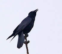 Carrion Crow