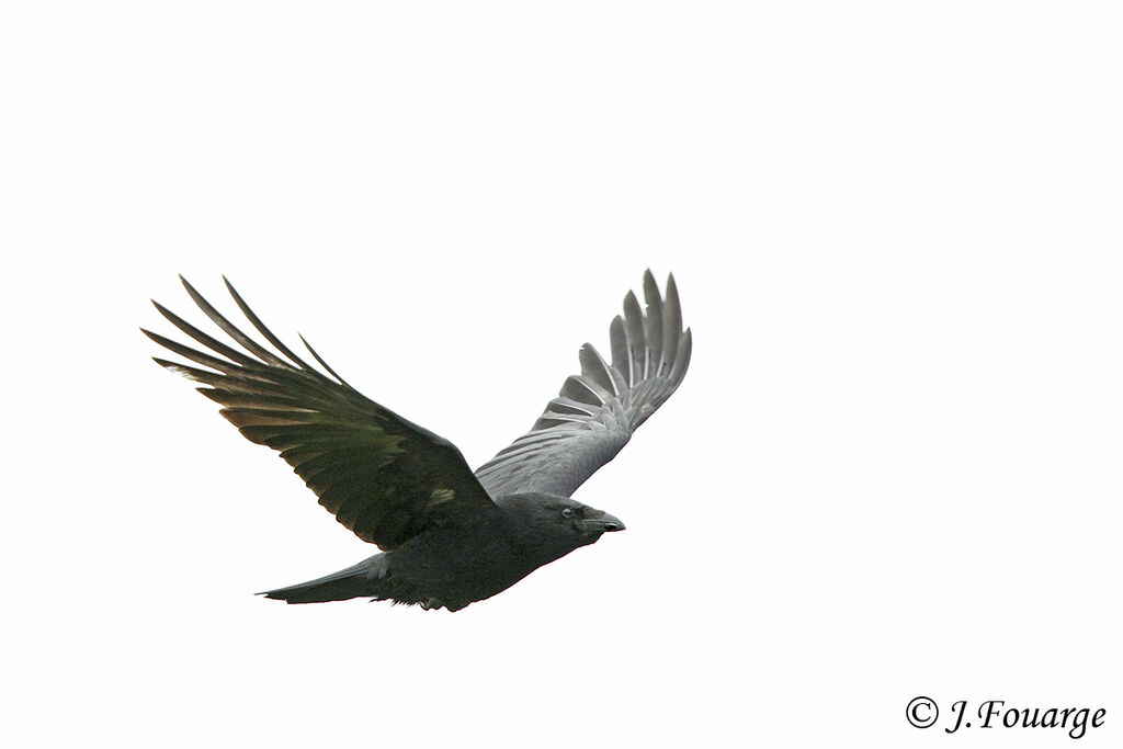 Carrion Crow, Flight