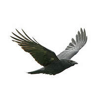 Carrion Crow