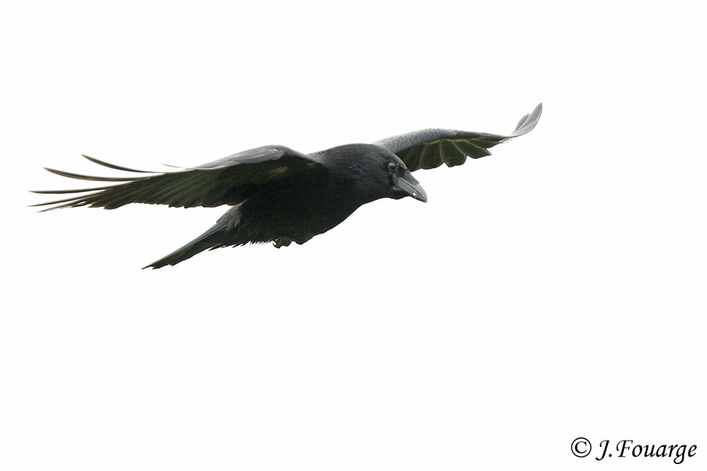 Carrion Crow, Flight