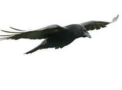 Carrion Crow