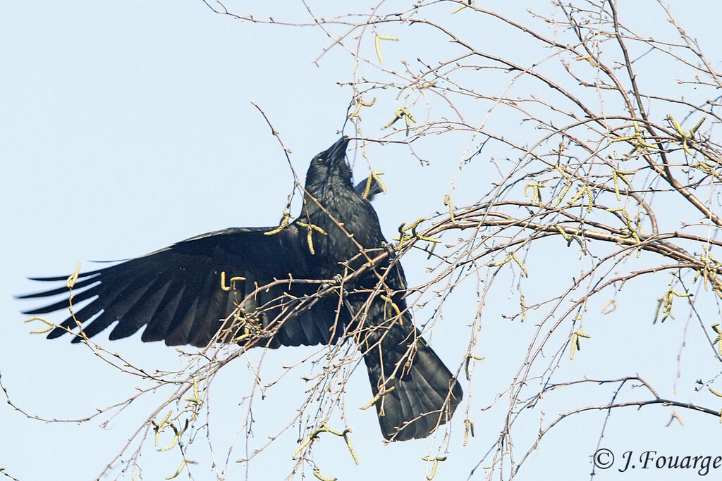 Carrion Crowadult, identification, Reproduction-nesting, Behaviour