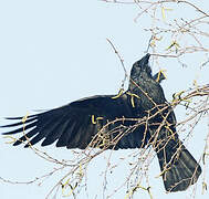 Carrion Crow