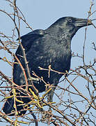 Carrion Crow