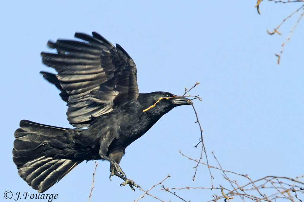 Carrion Crowadult, identification, Reproduction-nesting, Behaviour