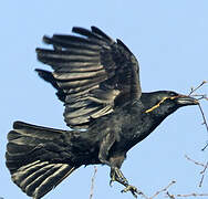 Carrion Crow