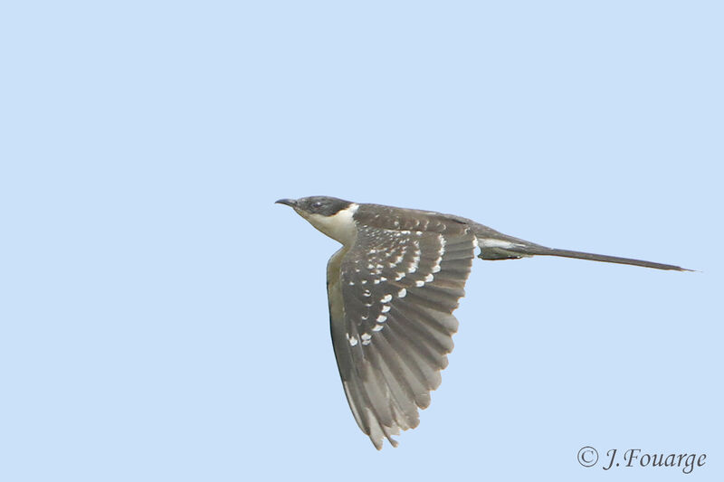 Great Spotted Cuckooadult, Flight