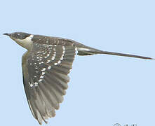 Great Spotted Cuckoo