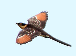 Great Spotted Cuckoo