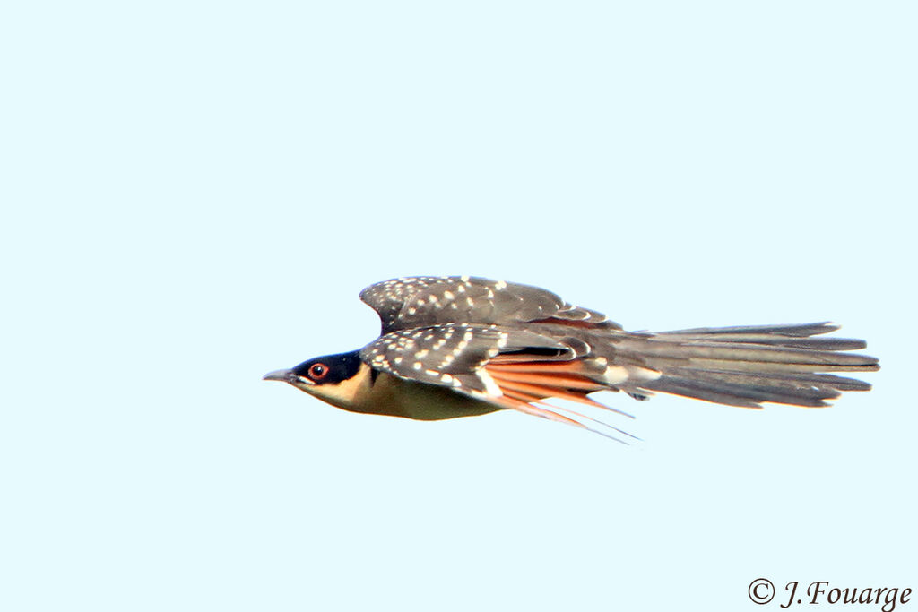 Great Spotted Cuckoojuvenile, Flight