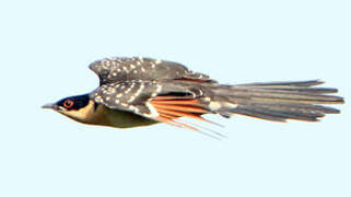 Great Spotted Cuckoo