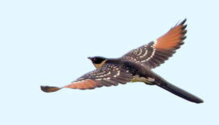 Great Spotted Cuckoo