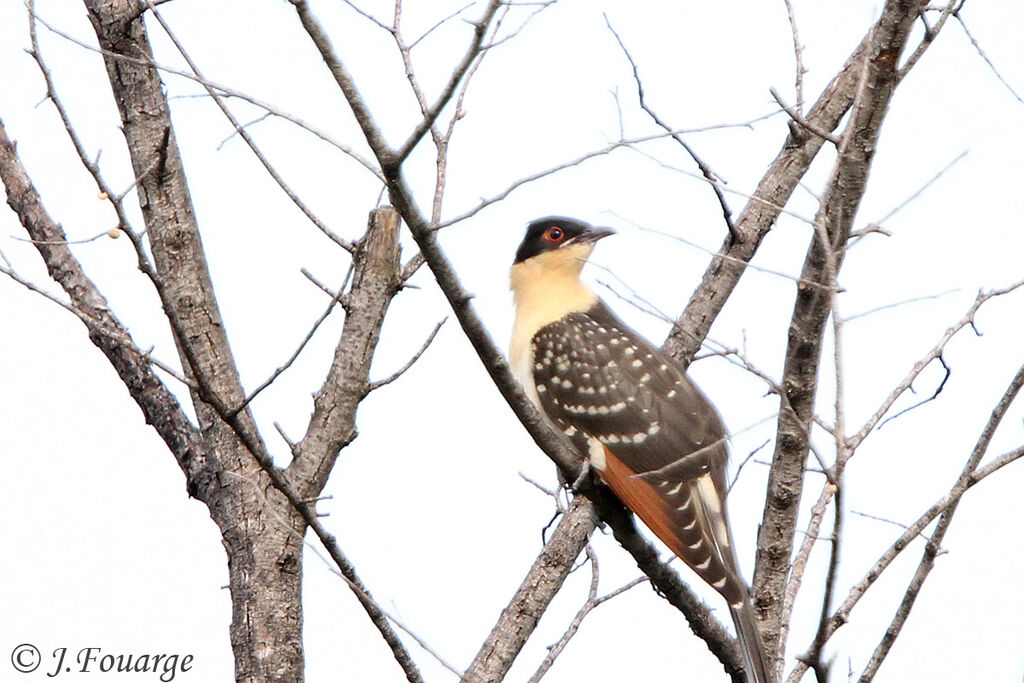 Great Spotted Cuckoojuvenile